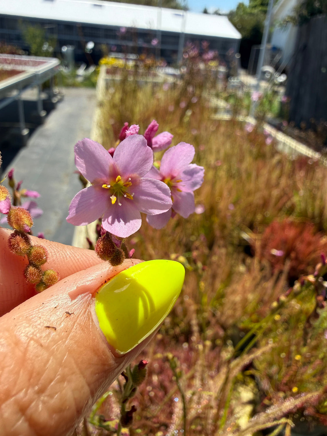 Drosera filiformis Old Dock, Columbus Co, NC