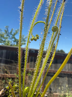 Drosera filiformis f. viridis sundew