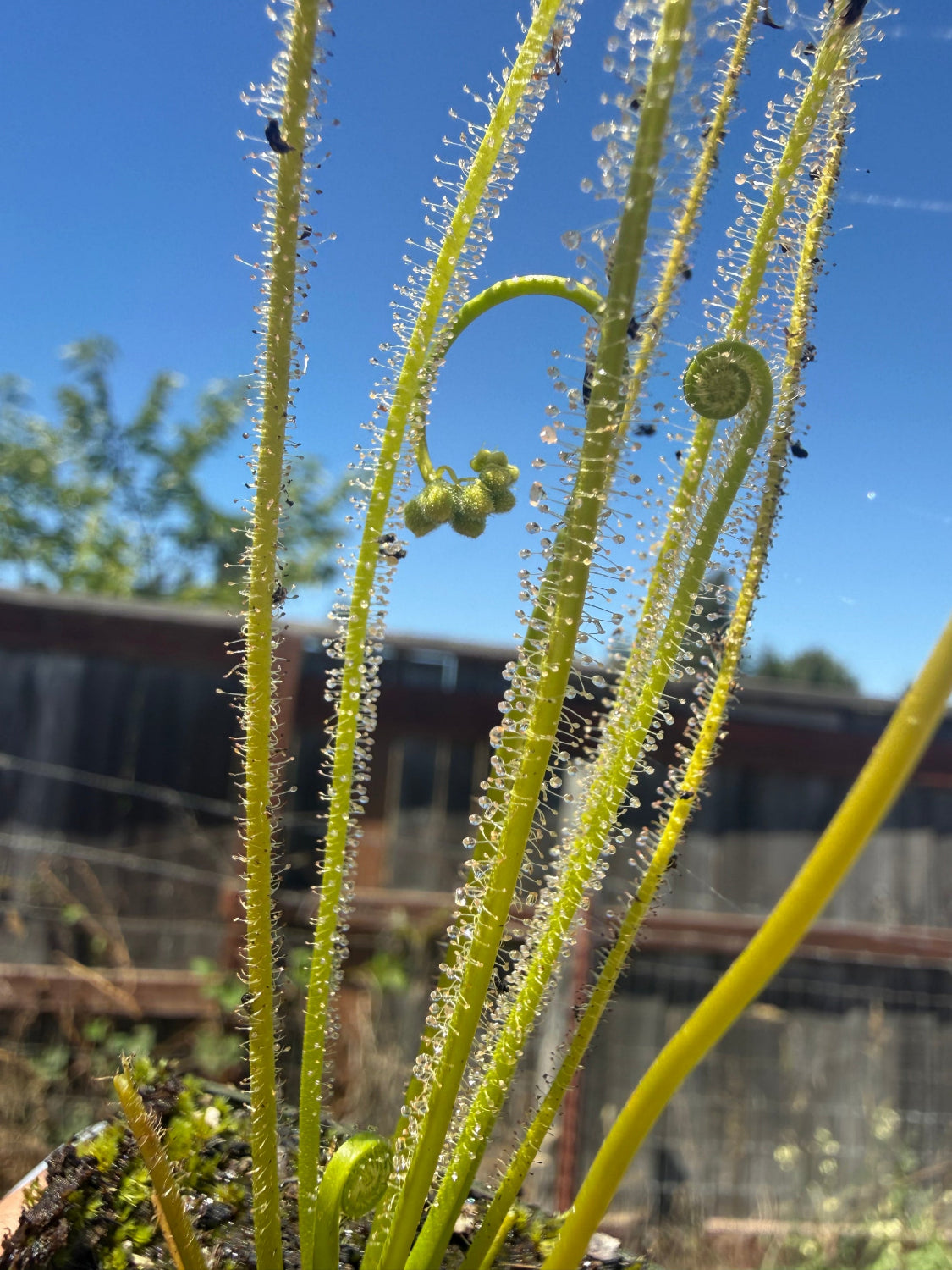 Drosera filiformis f. viridis sundew