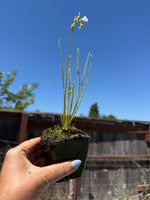 Drosera filiformis f. viridis sundew