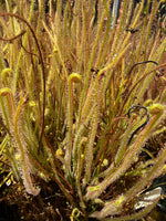 Drosera filiformis var gigantea Sundew