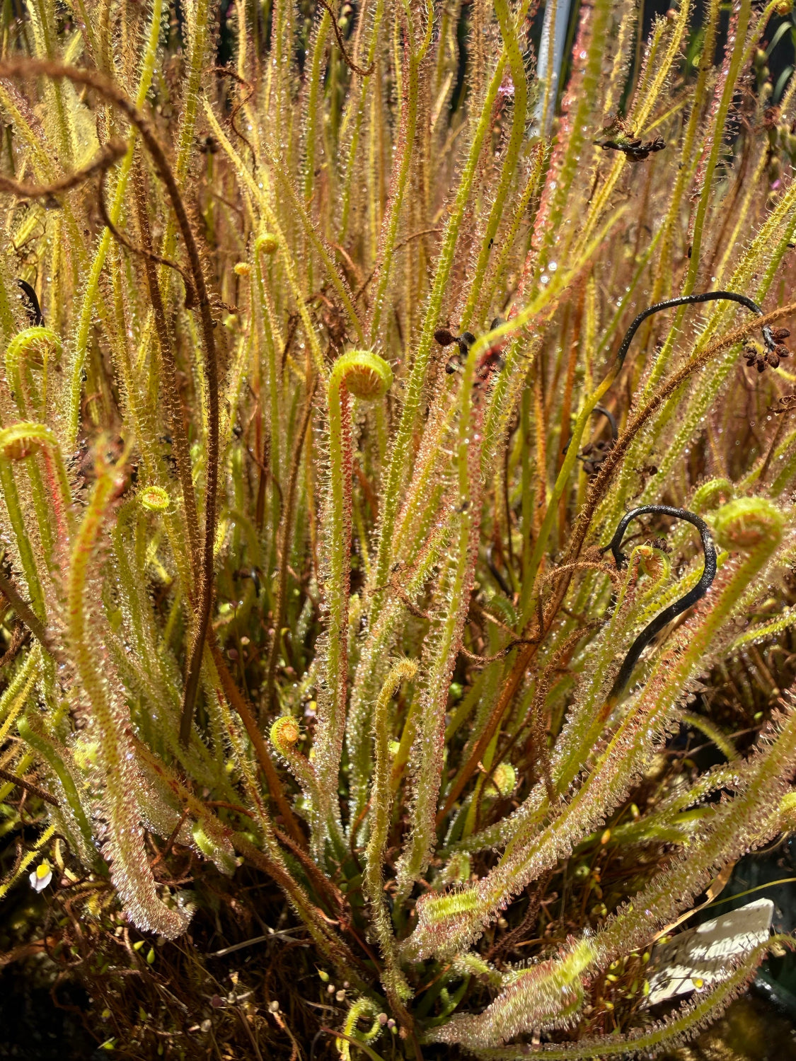 Drosera filiformis var gigantea Sundew