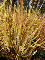 Drosera filiformis var gigantea Sundew