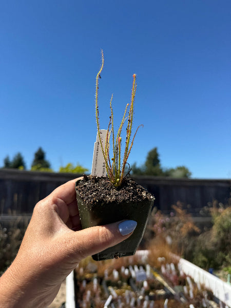 Drosera filiformis var gigantea Sundew