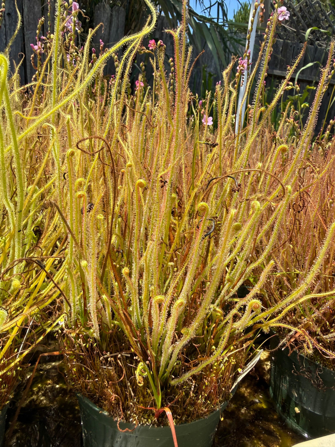 Drosera filiformis var gigantea Sundew