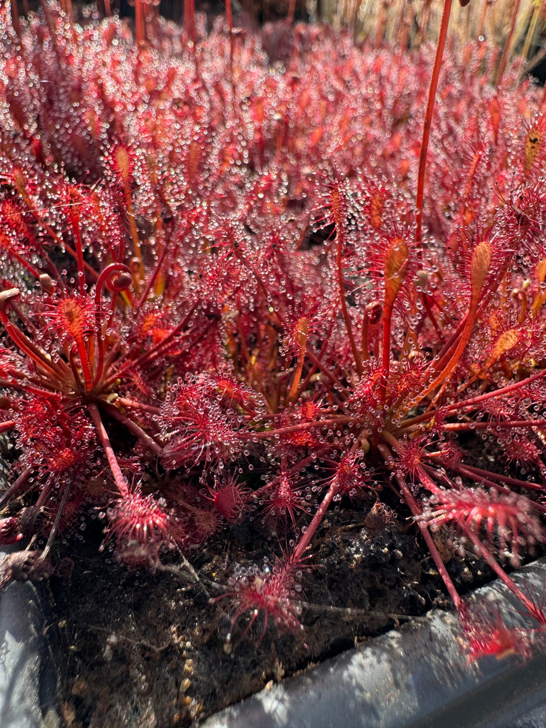 A lot of red leaved sundew plants with sticky dew drops growing in a tray