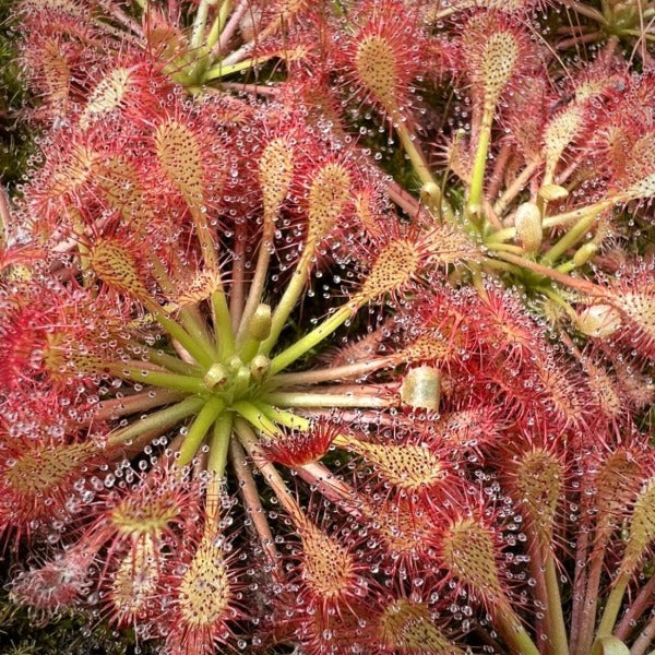 A close-up of Drosera intermedia x capillaris with paddle-shaped leaves that are candy-apple-red and covered in glistening drops of sticky dew.