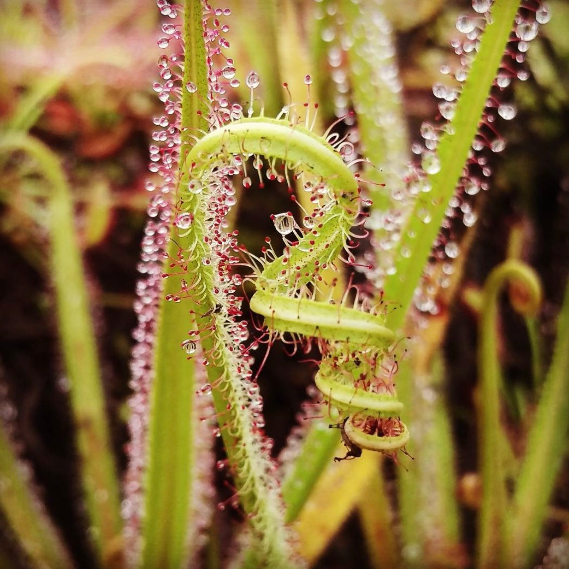 Close up of a dew covered curling leaf