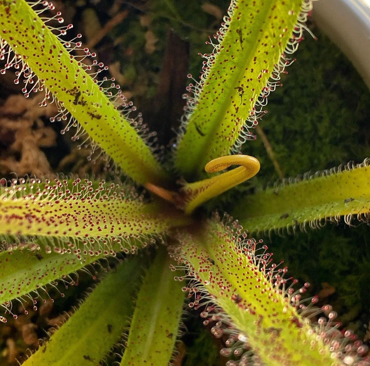 Drosera regia King Sundew