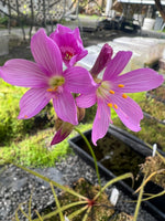 Drosera regia King Sundew
