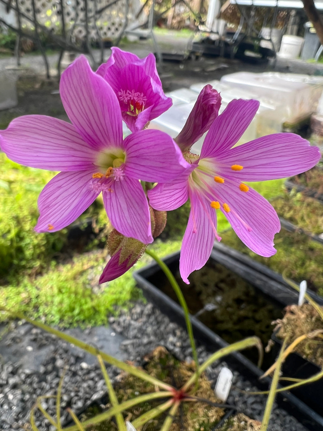 Drosera regia King Sundew