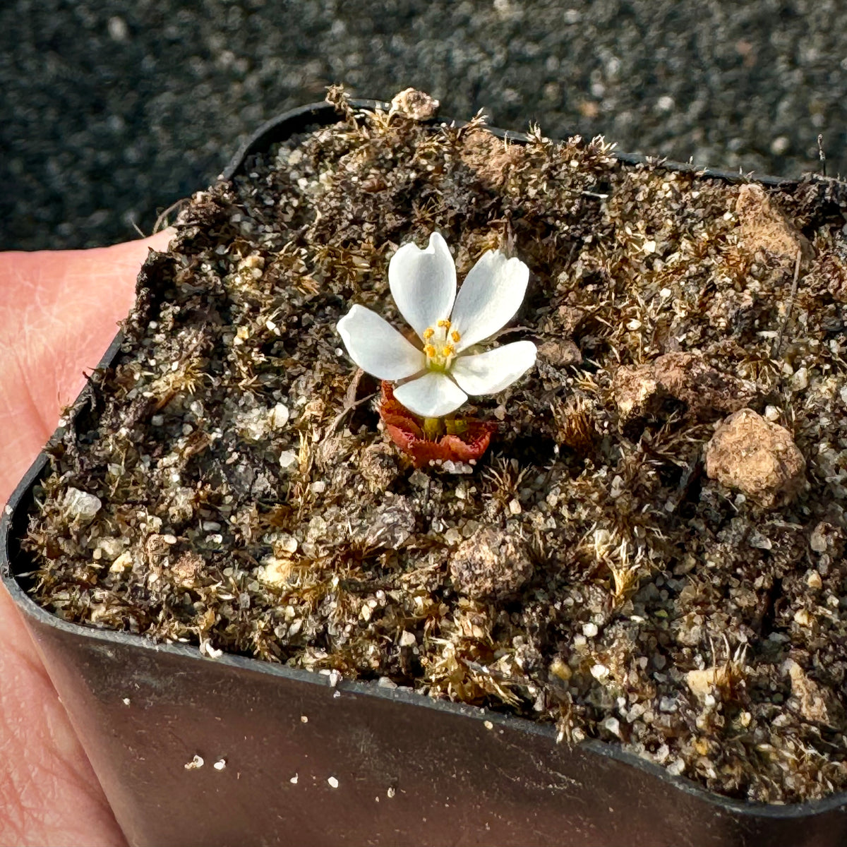 A hand holds a pot with a small white flower growing out of a sundew