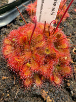 Close-up of a red and green carnivorous plant with a label in the background.
