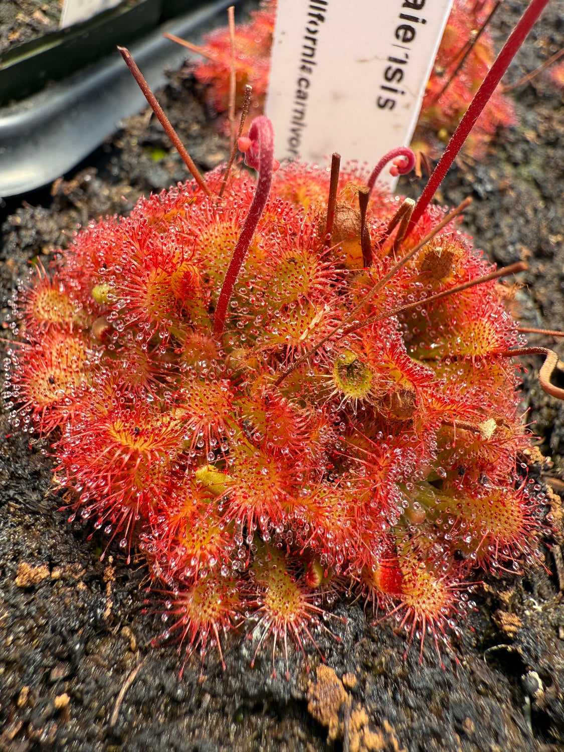 Close-up of a red and green carnivorous plant with a label in the background.
