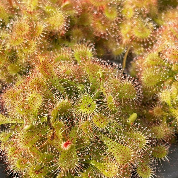 Close up of sticky dew covered paddle shaped leaves growing in a rosette