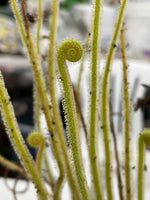 Drosera tracyi Brooks Co, GA Sundew