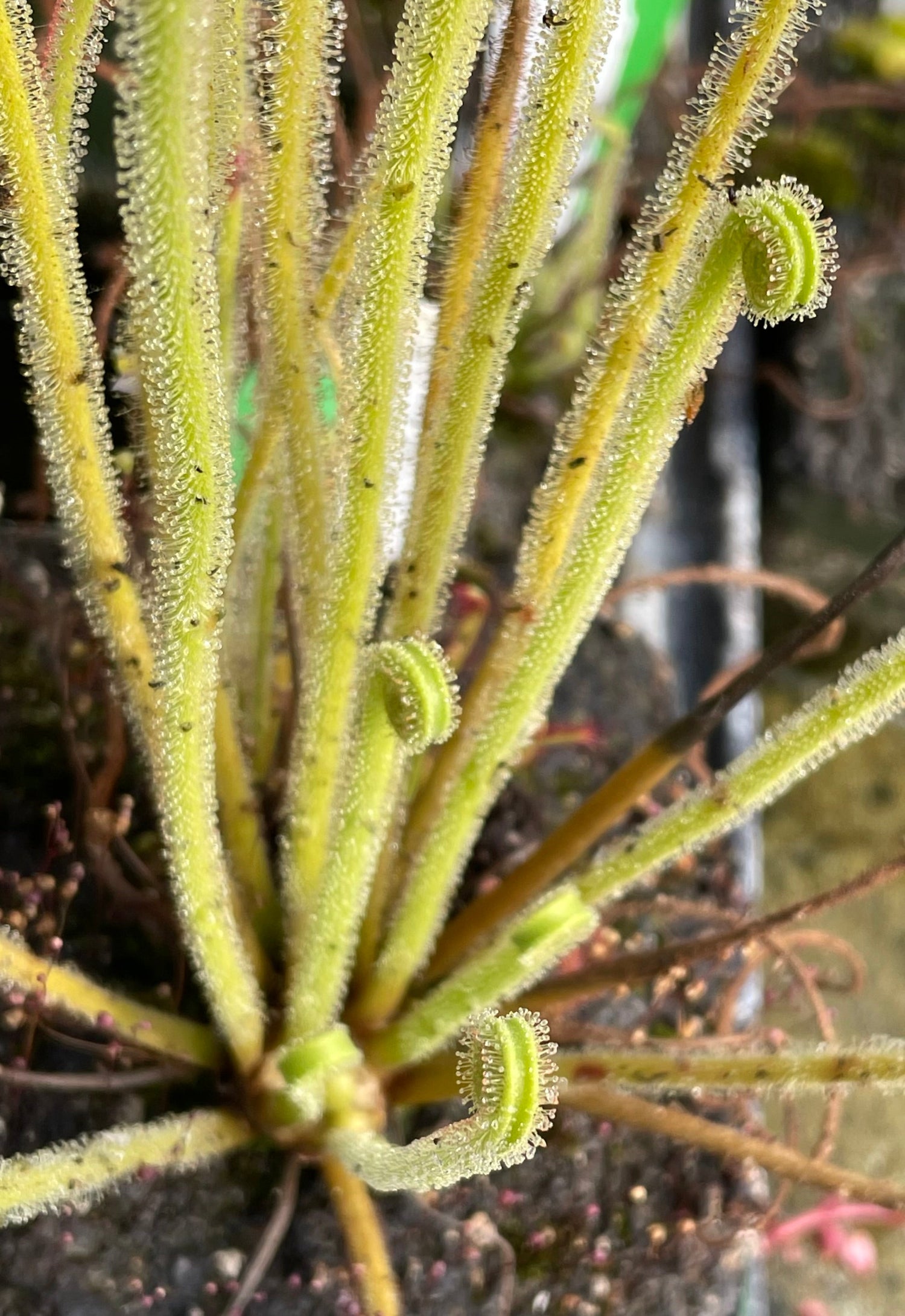 Drosera tracyi Brooks Co, GA Sundew