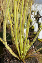 Drosera tracyi Brooks Co, GA Sundew