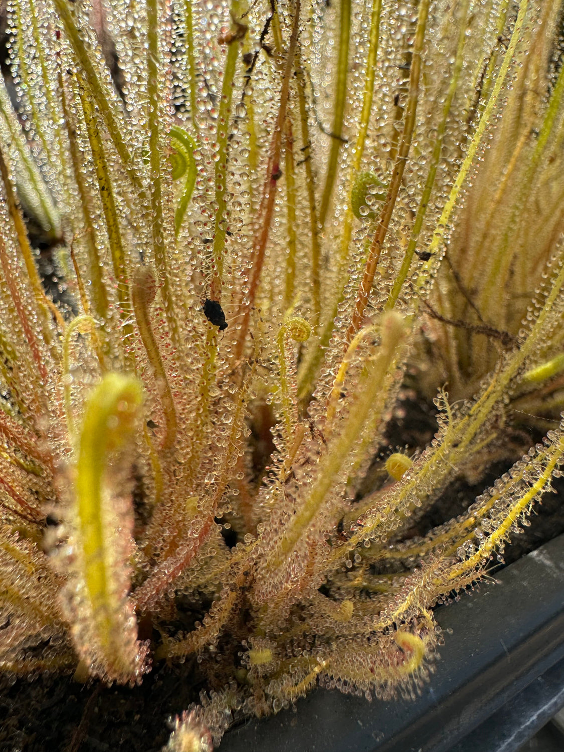 Drosera tracyi Bruce Florida Sundew