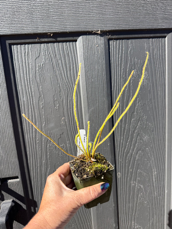 A hand holding a small potted plant with long, thin yellow-green fronds in front of a dark gray paneled door.