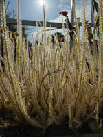 Drosera tracyi sundew