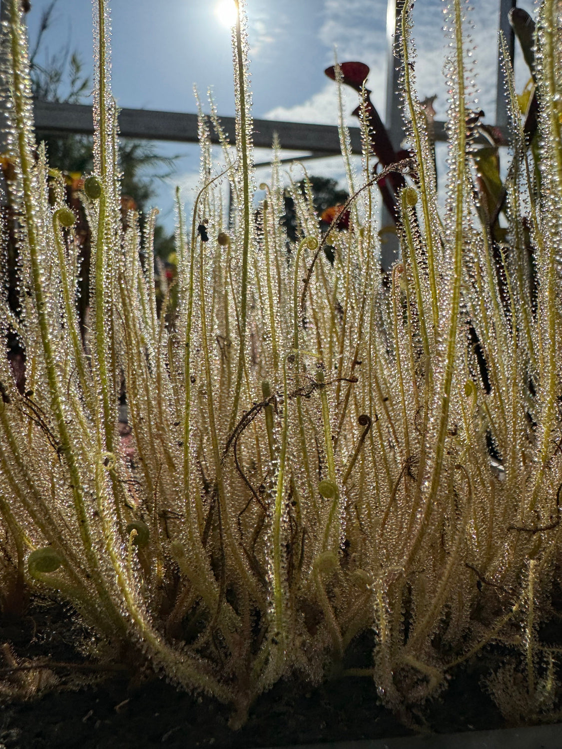 Drosera tracyi sundew