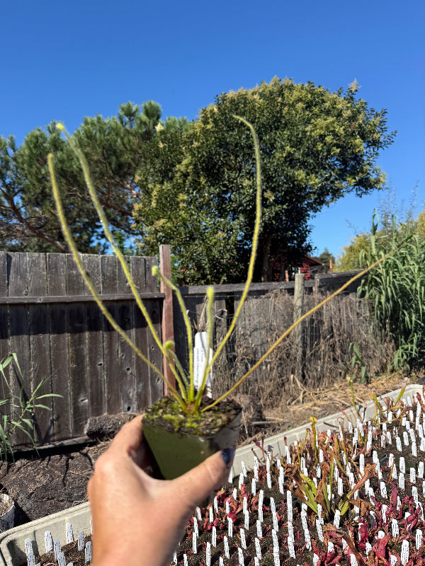 A hand holding a small potted plant with long, slender green stems in an outdoor garden setting with a wooden fence, trees, and a tray of seedlings in the background.