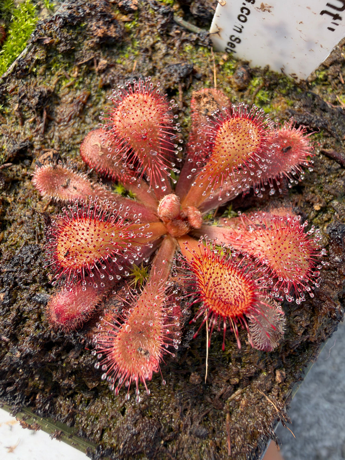 Close up on a rosettes red sundew with sticky leaves in a pot