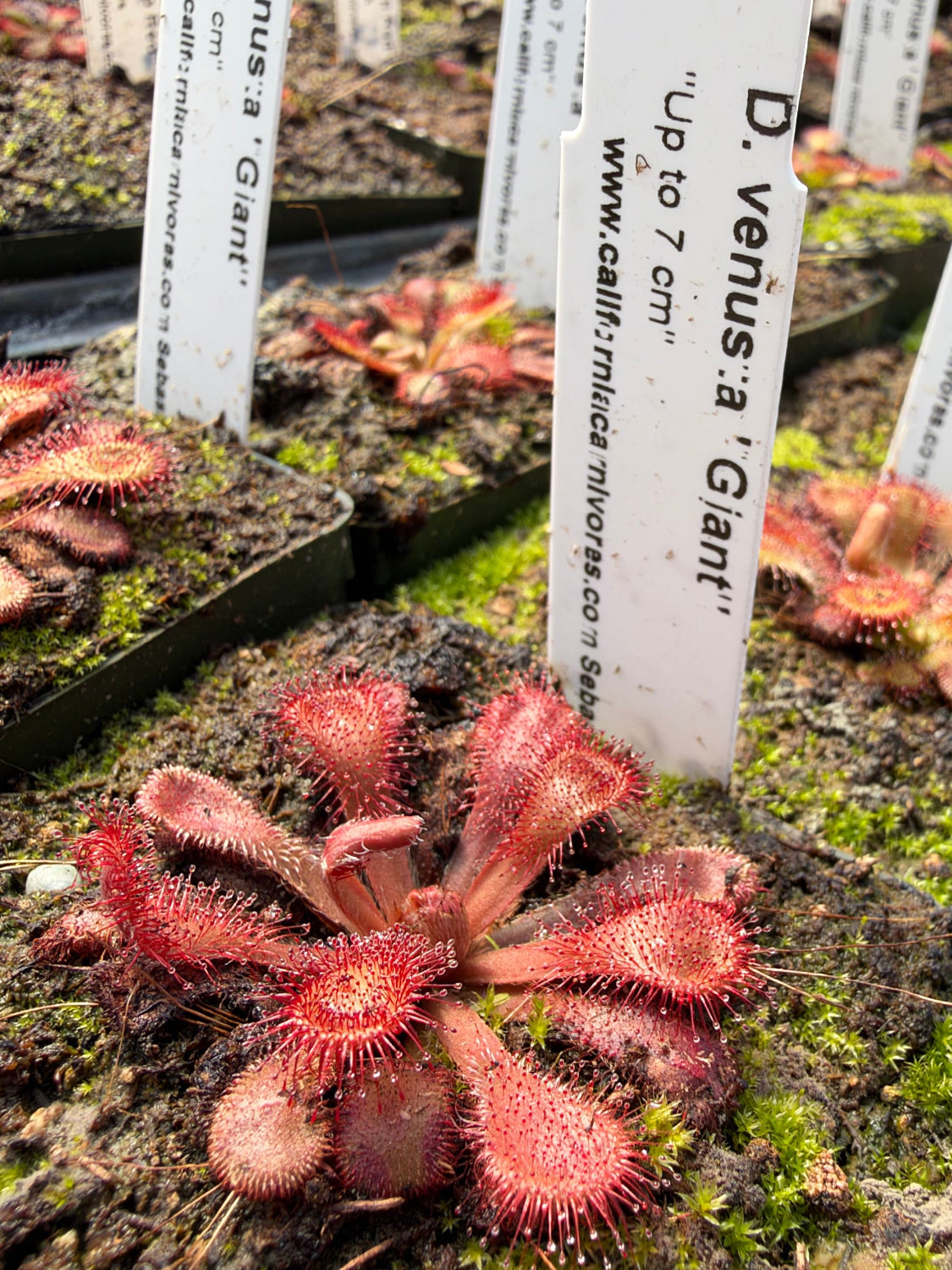 Several pots of sticky red sundews growing in pots