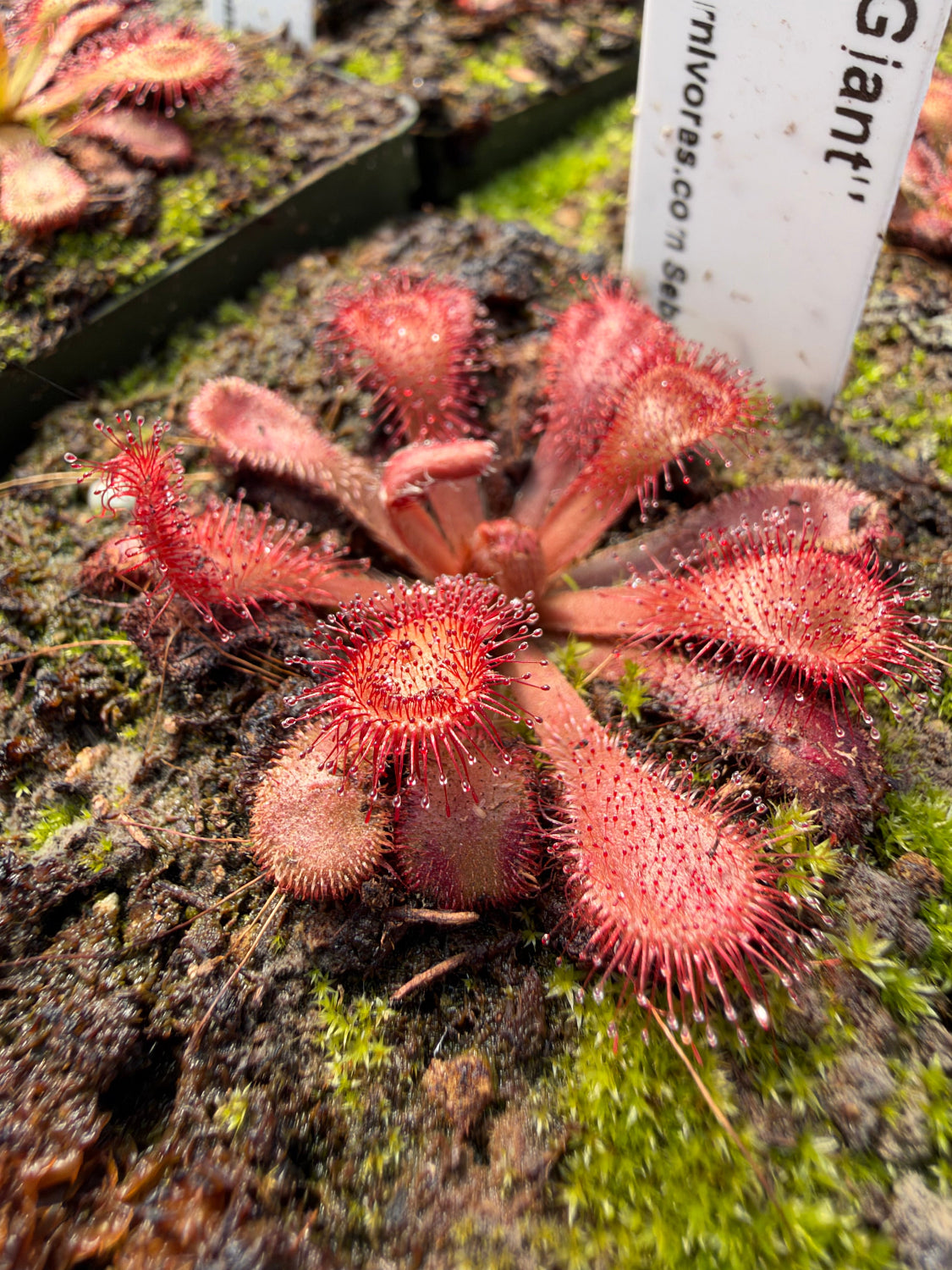 A close up of a sticky red sundew in a mossy pot
