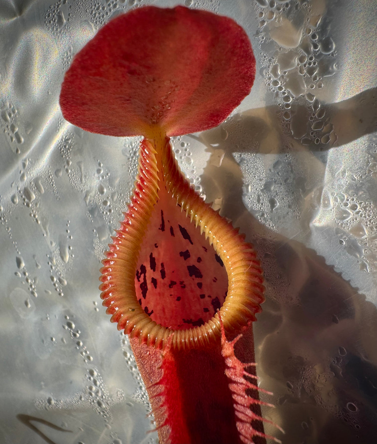 Nepenthes spathulata x edwardsiana “Giant” CalCarn Seed-Grown Potted