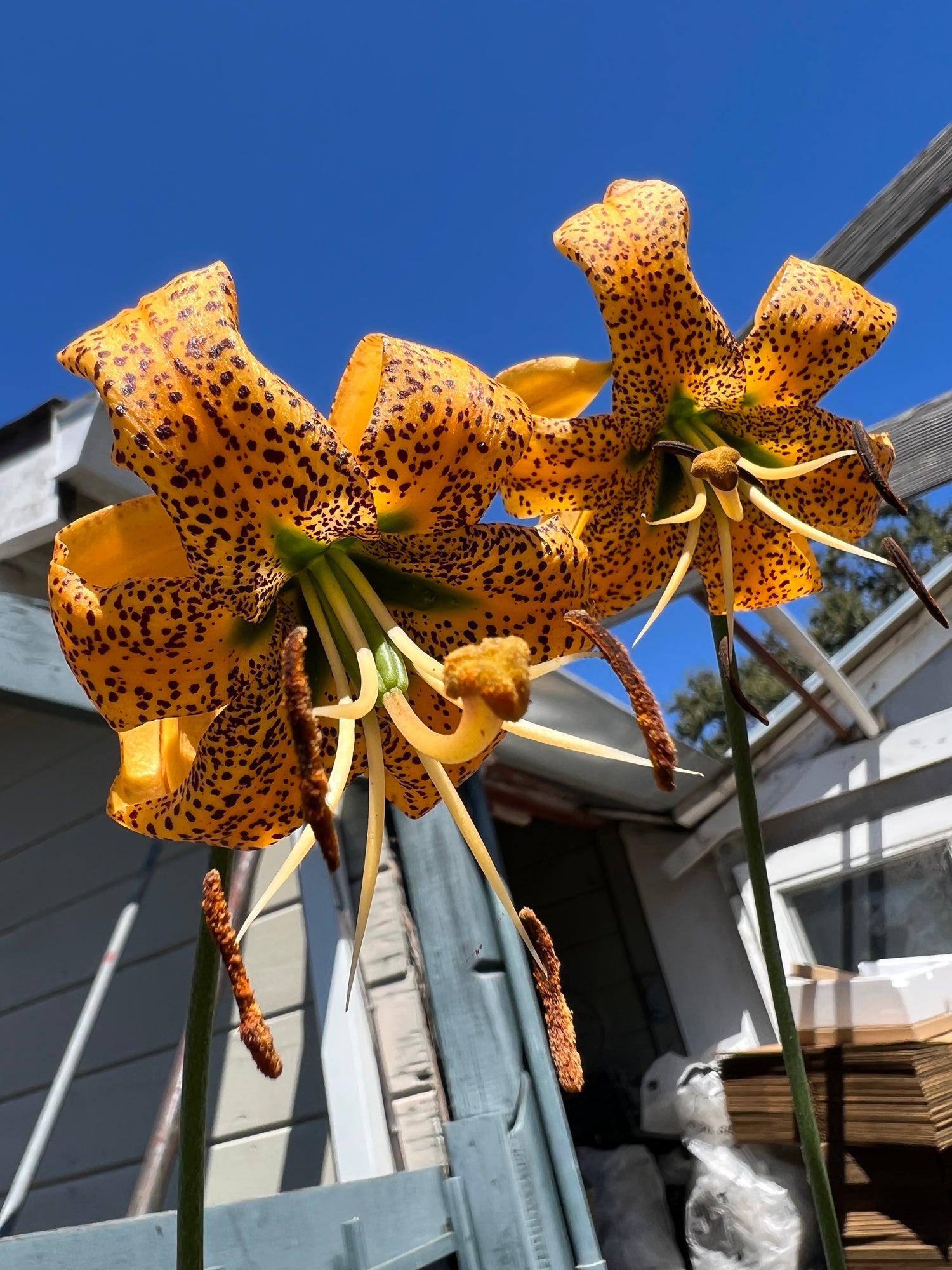 Lilium iridollae “Purple Leaf” Potted