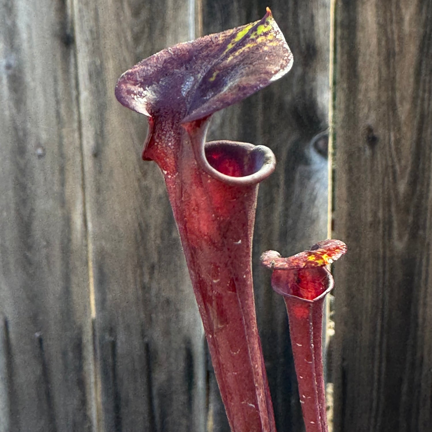 Sarracenia flava v. atropurpurea “Super Dark” Potted