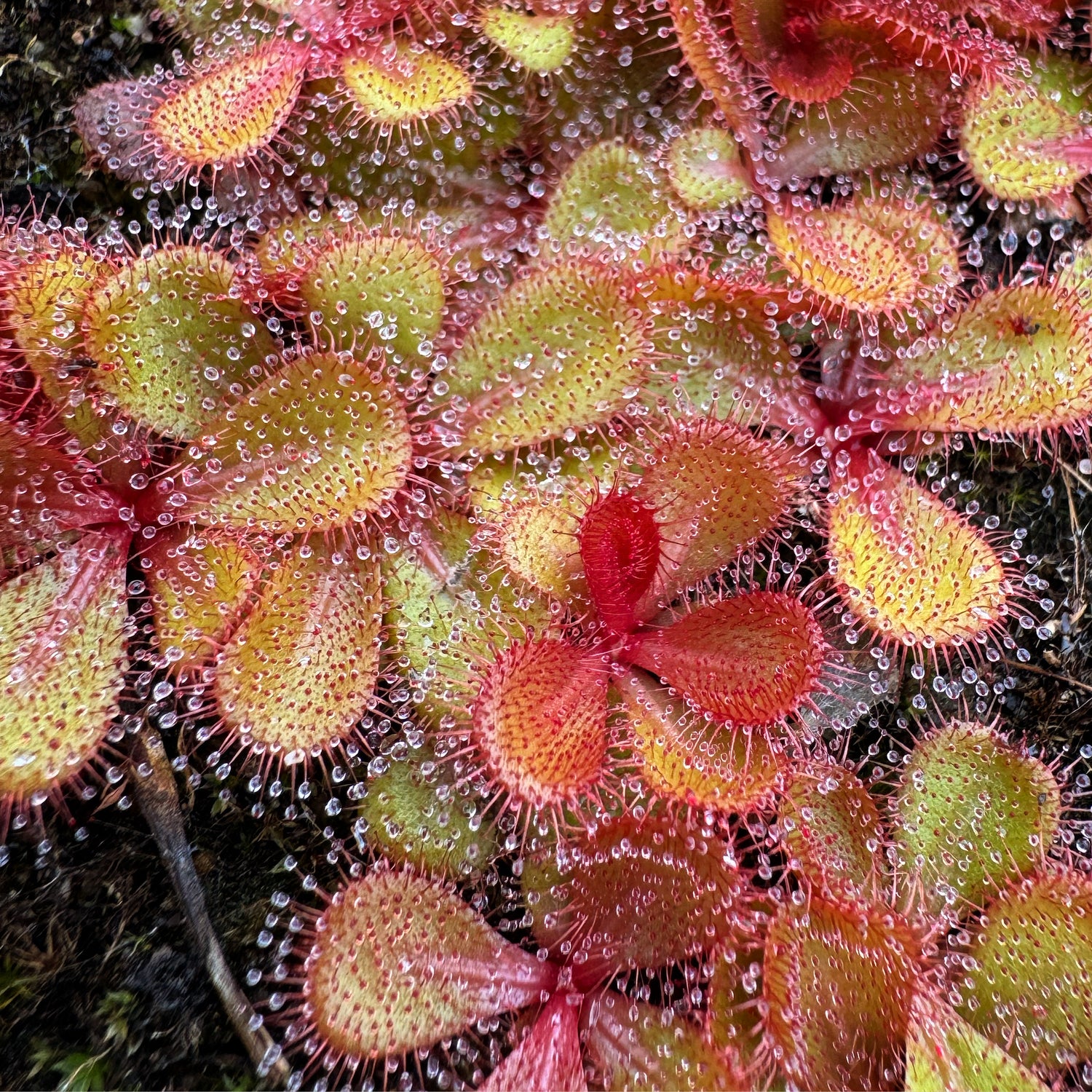 Drosera tubaestylis Potted