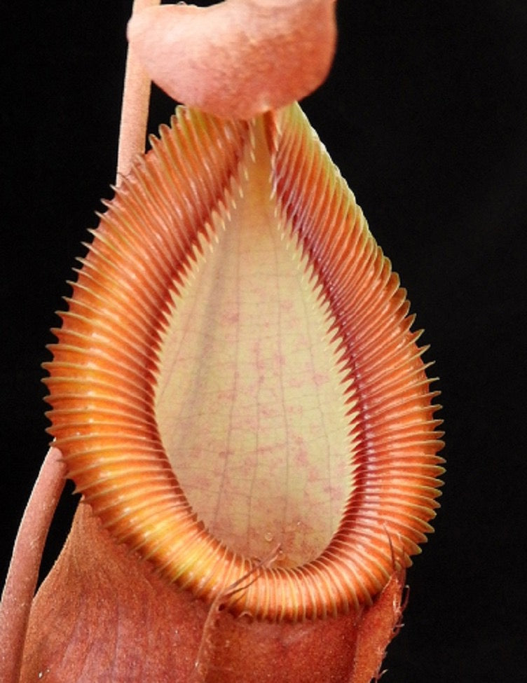 Nepenthes spathulata x diabolica Potted