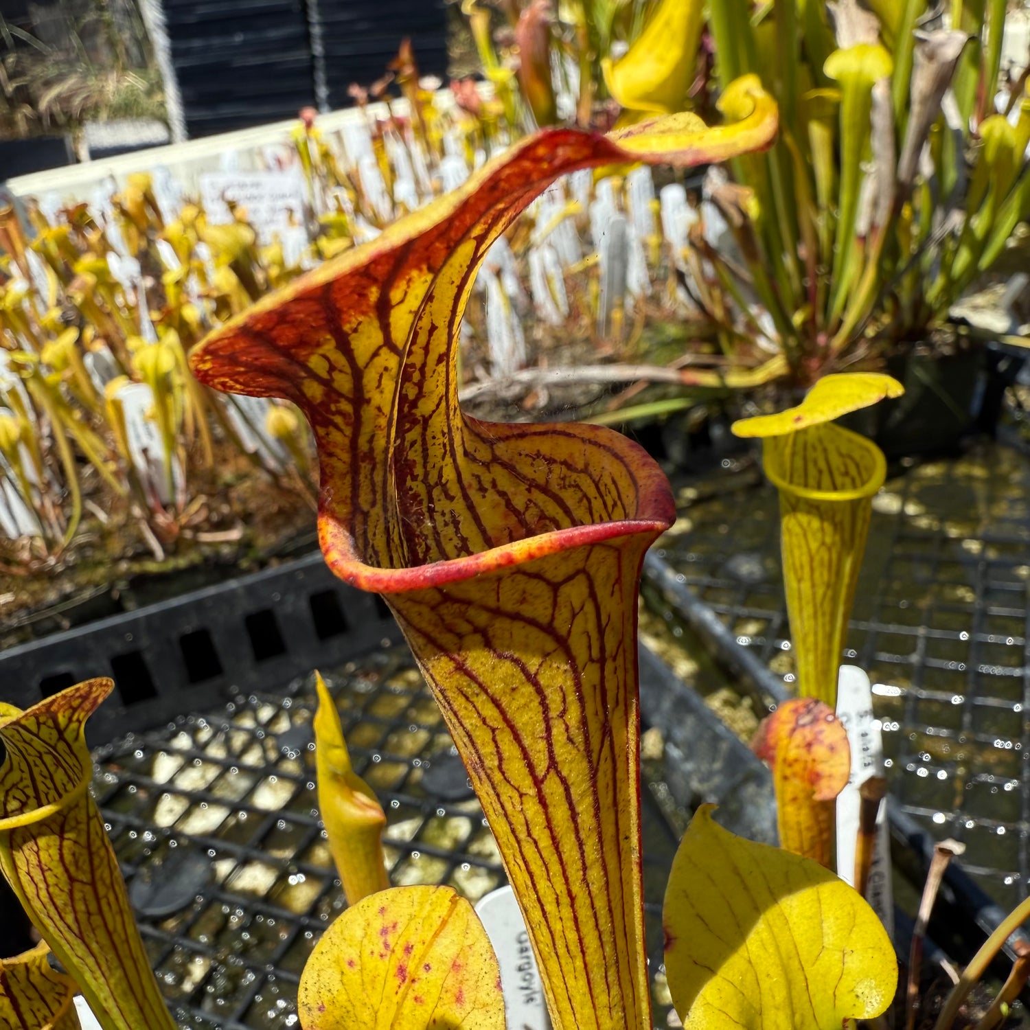 Sarracenia alata “red/black giant” x flava var rugelii ’Bud’s Gargoyle’ Potted