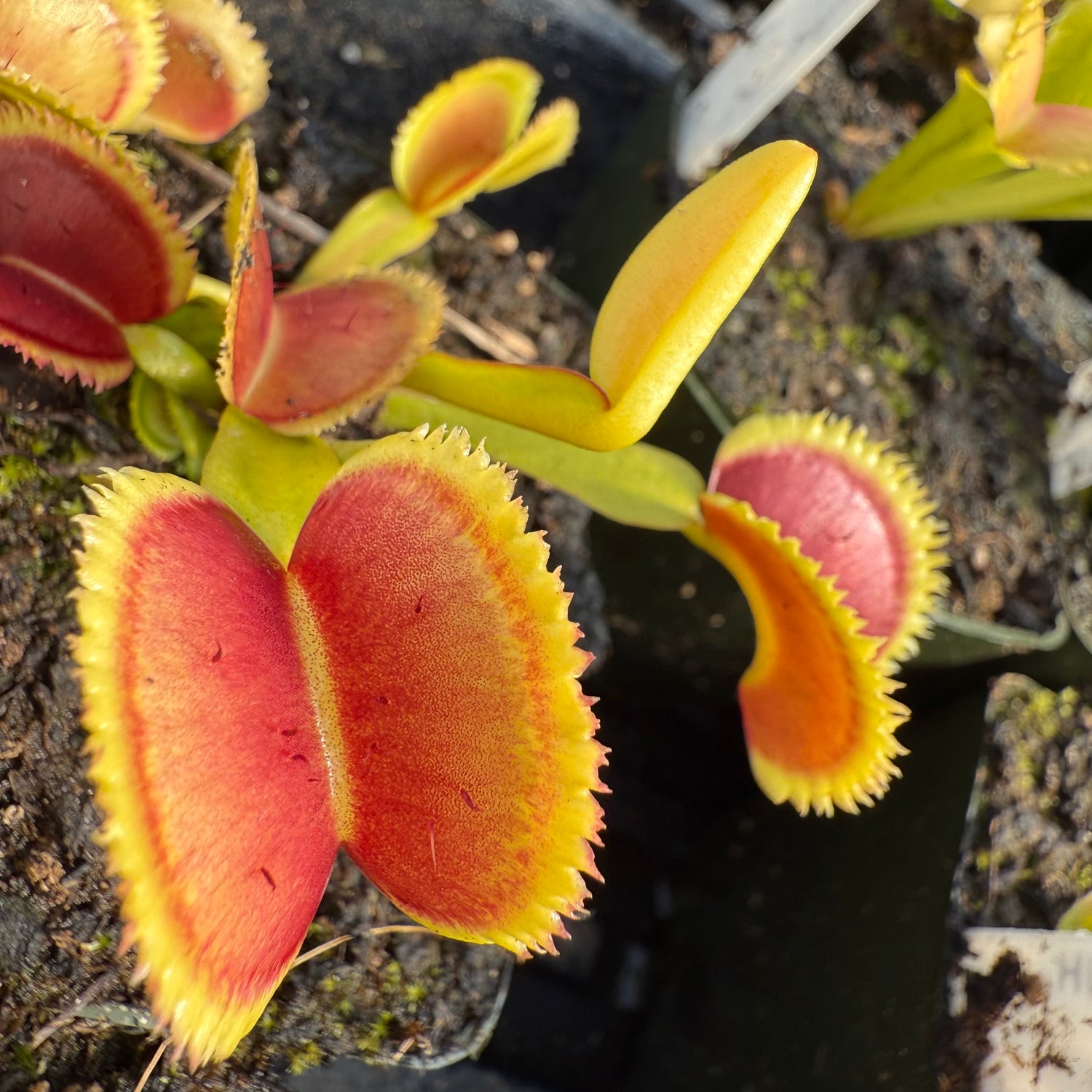 Dionaea m. “CCCP Orca” JH Potted
