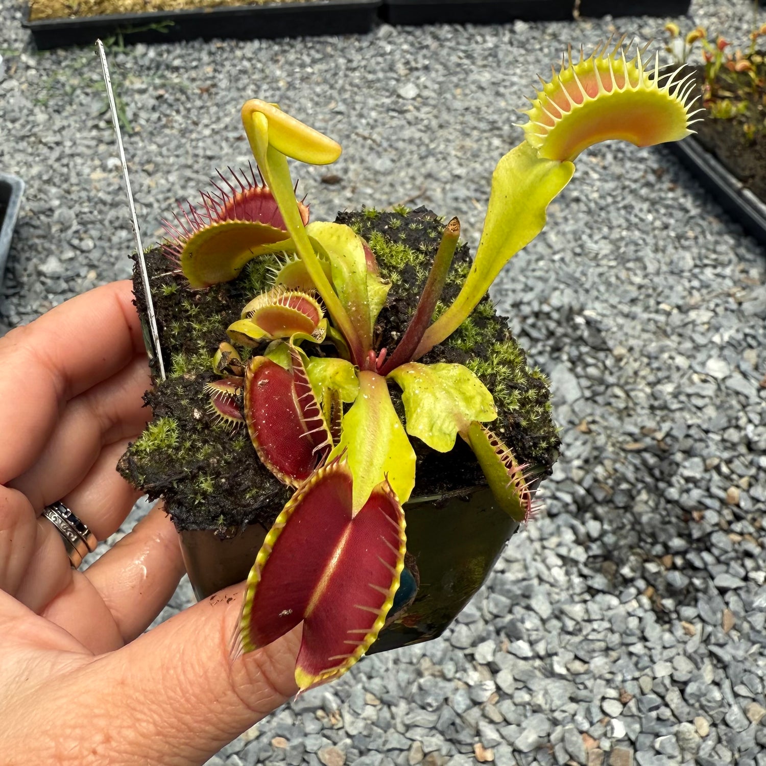 Dionaea m. ‘Predator’ JH Potted