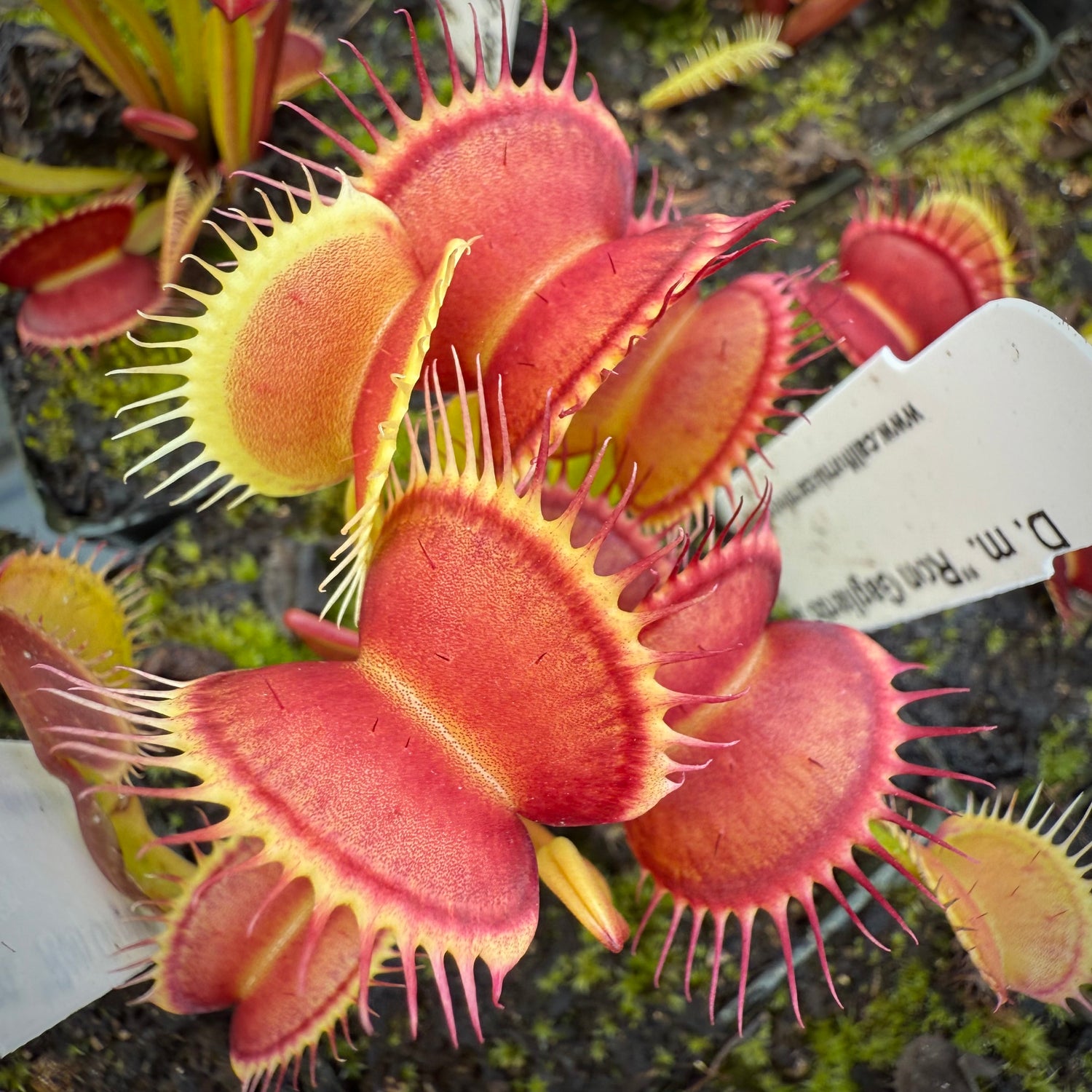 Dionaea m. “Ron Gagliardo 38A” JH Potted