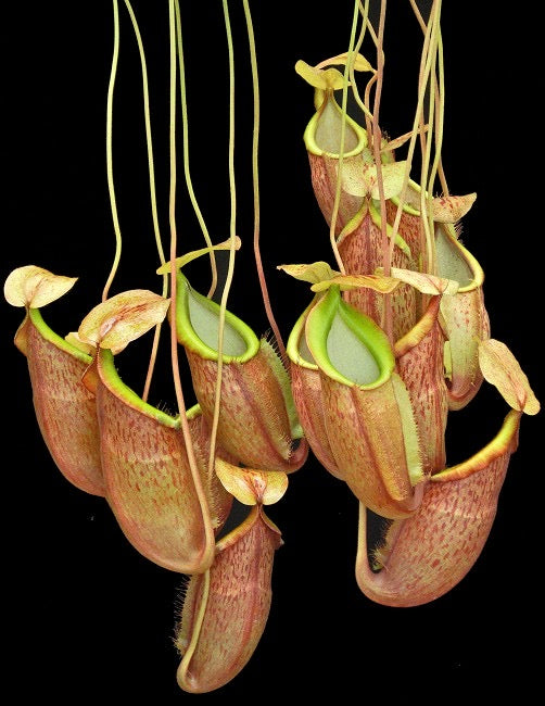 Nepenthes spathulata x glabrata Potted