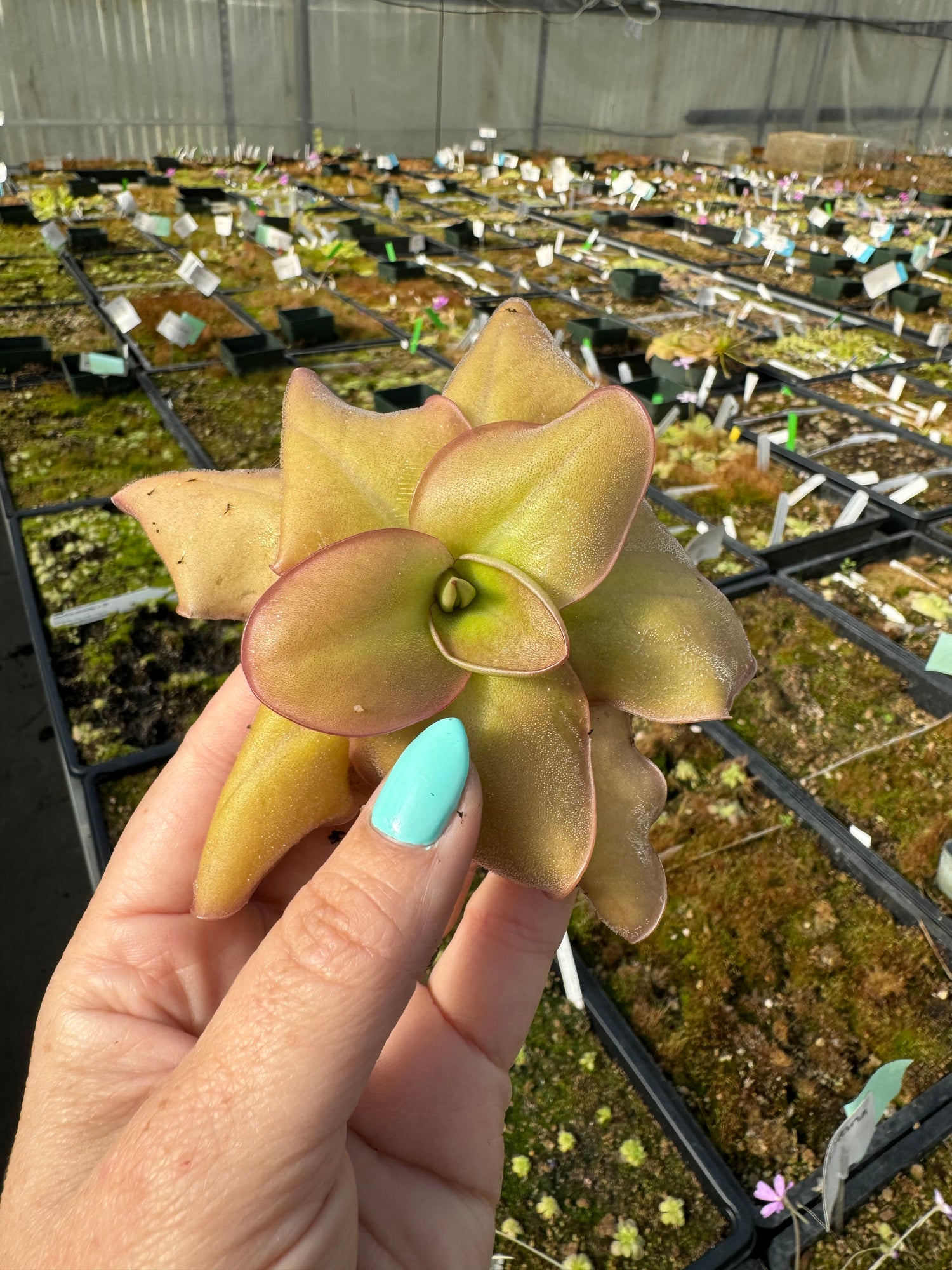 Pinguicula moranensis 'A' x laueana "CalCarn red" BARE ROOT