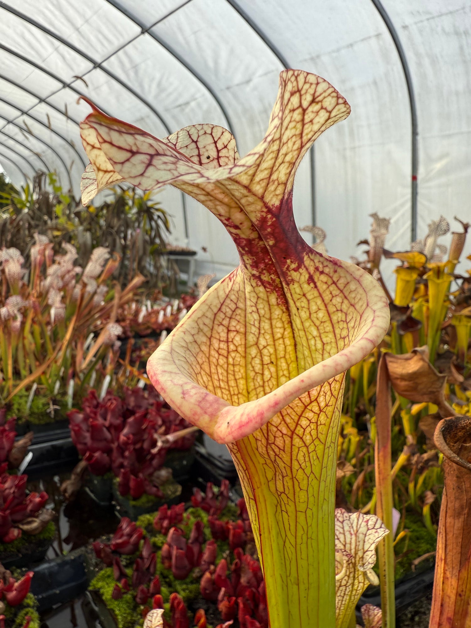 Sarracenia ( x 'Royal Ruby' ) x ( x 'Adrian Slack' ) “Select Clone” Potted