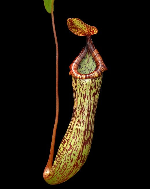 Nepenthes vogelii x ventricosa Potted