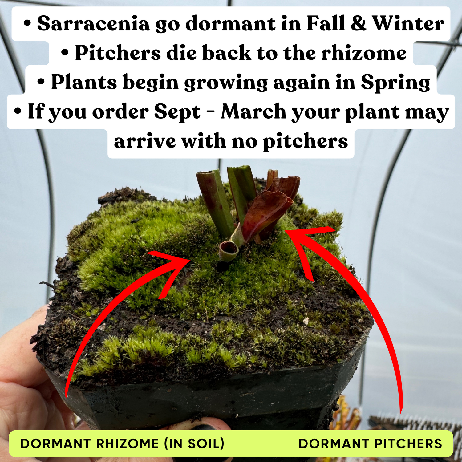 Sarracenia ( minor x oreophila ) x [( rubra x oreophila ) x flava var. rugelii] Potted