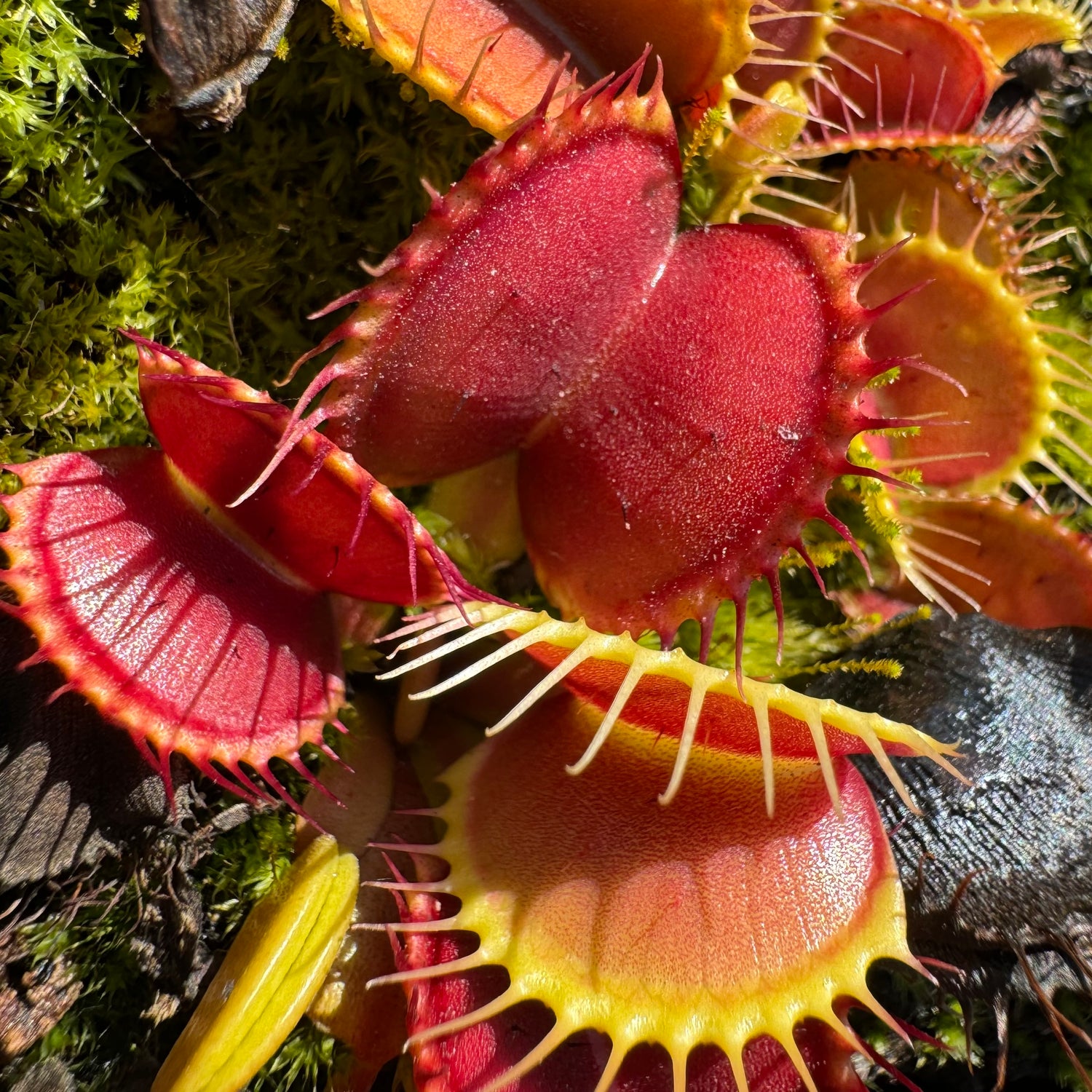 Dionaea m. 'B-52 x Ginormous' Potted