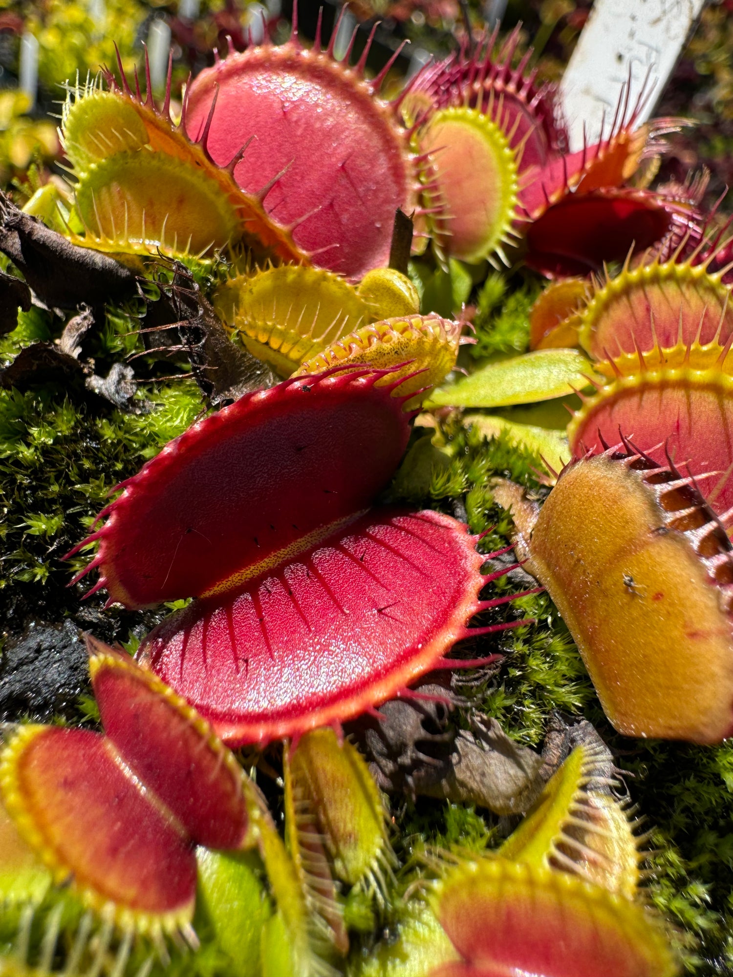 Dionaea m. 'FTS Purple Ambush' JH Potted