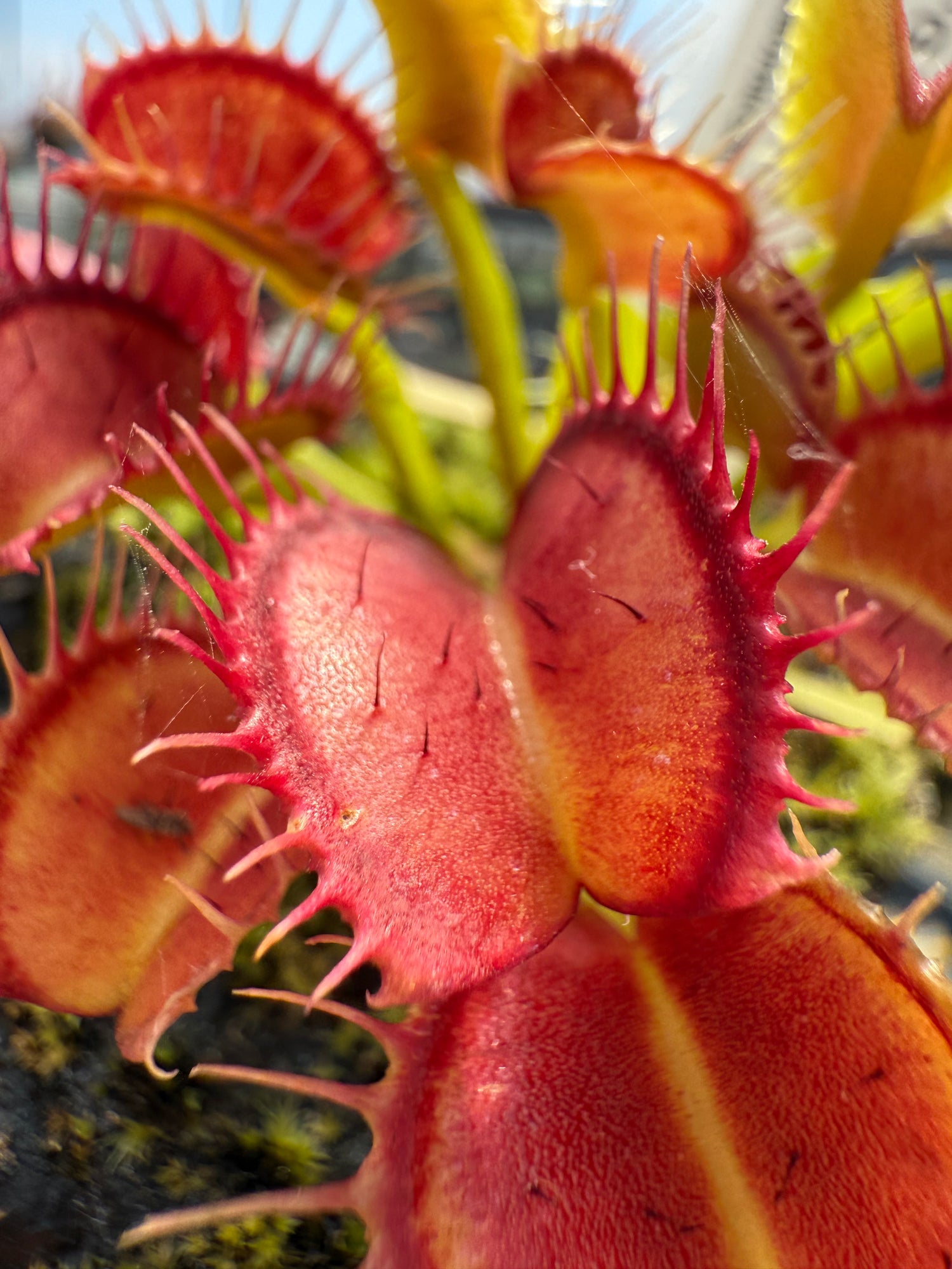 Dionaea m. 'GJ Fangzahn' Potted