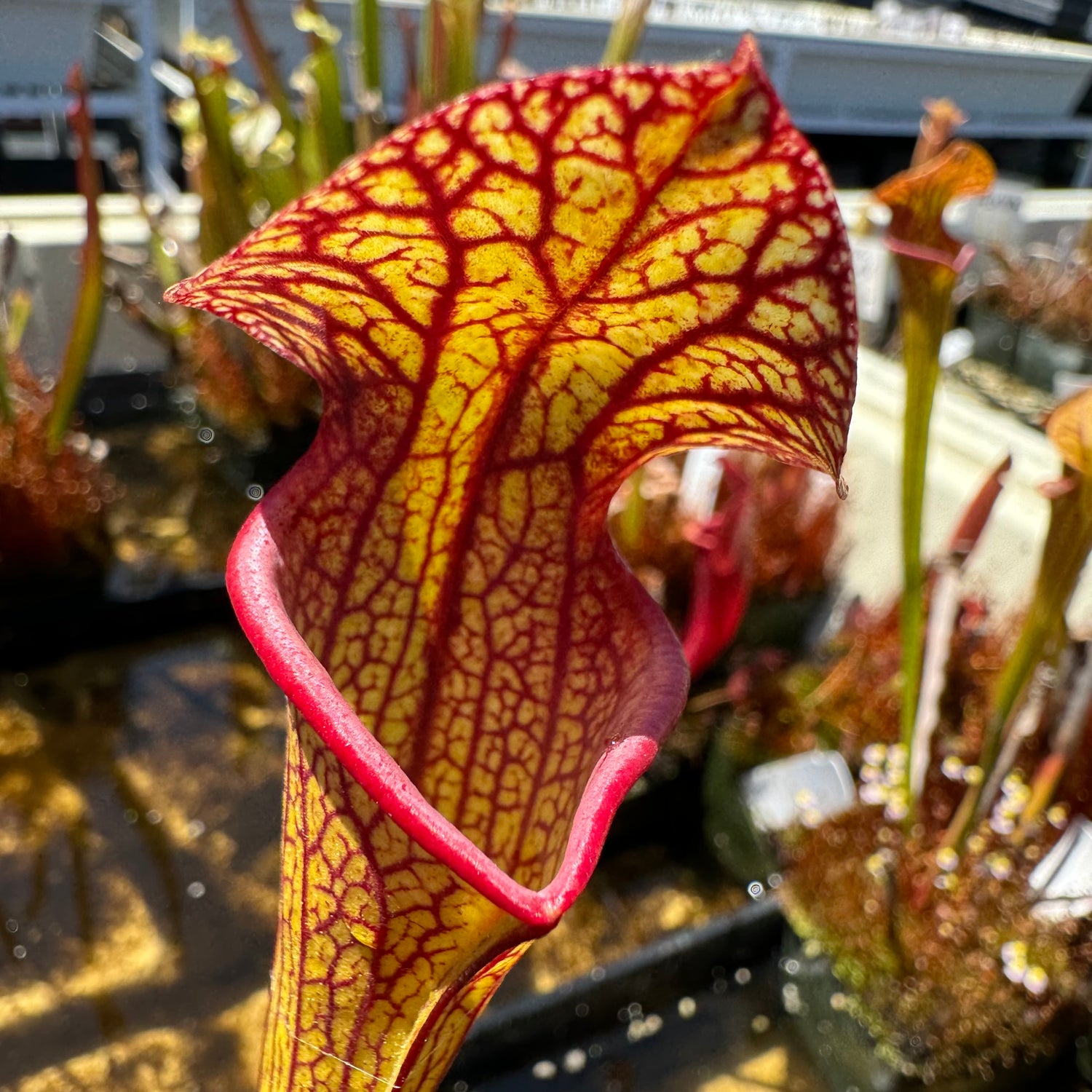 Sarracenia ( ‘Deep Throat’ ) x ( ‘Adrian Slack’ ) Potted