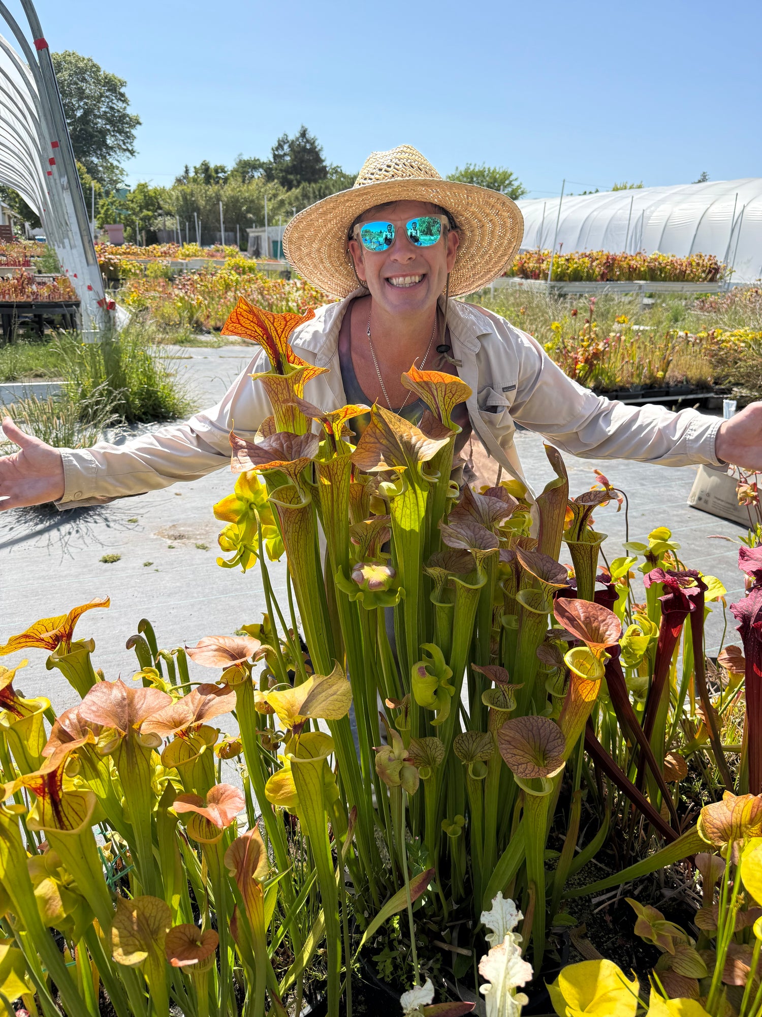 Sarracenia flava “Towering Inferno” Division Potted