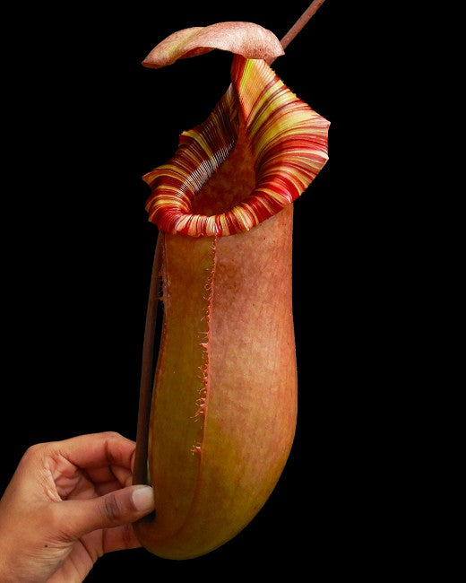 Nepenthes sibuyanensis x (veitchii x lowii ) selected clone 